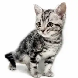 アメリカンショートヘア