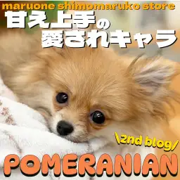 【 ポメラニアン 】お手入れ時間もリラックス！小さめな女の子の2ndブログ！