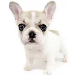 フレンチブルドッグ