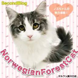 【 ノルウェージャンフォレストキャット 】穏やかな美少女猫！心ときめく魅力開花中