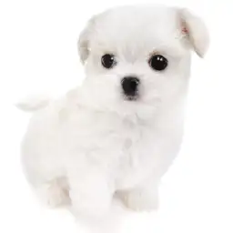 MIX（チワワ×マルチーズ）