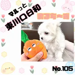 【 マルっと東川口日和No.105 】トレーニングを難なくクリア！優秀マルちゃん