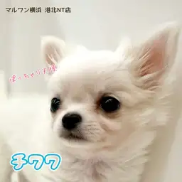 【 チワワ 】完璧なアップルヘッド、むっちりボディ小さな天使が仲間入り