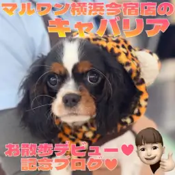 【 キャバリア 】初めてのお洋服とお散歩デビュー初日に密着！最新動画を大公開！