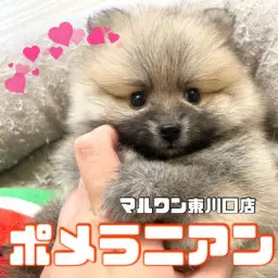 【 ポメラニアン 】爆毛たぬき顔！オレンジポメラニアンが久々登場！