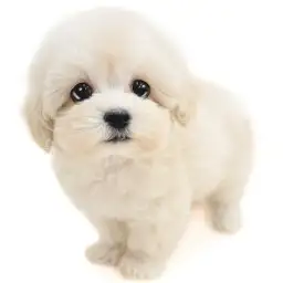 MIX（マルチーズ×トイプードル）