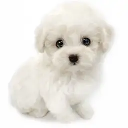 ビションフリーゼ