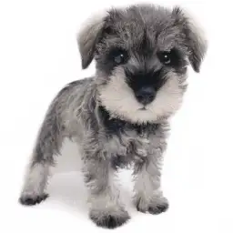 ミニチュア・シュナウザー