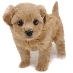 MIX（トイプードル×マルチーズ）