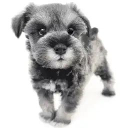 ミニチュア・シュナウザー