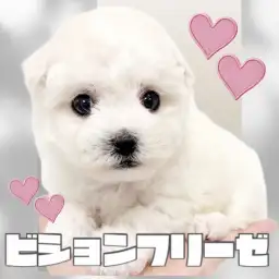 【 ビションフリーゼ 】賢さ可愛さ満点！おちゃめな性格で愛くるしさ満載の男の子！