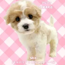 【 キャバション 】キャバリアとビションの希少なMIX！甘えん坊な女の子