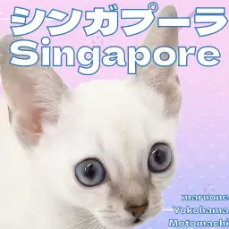 【 シンガプーラ 】横浜元町店に青い瞳の妖精がやってきた！