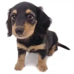 ミニチュア・ダックスフント