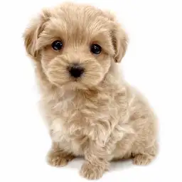 MIX（マルチーズ×トイプードル）