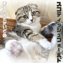 【 スコティッシュフォールド 】垂れ耳＆丸顔が可愛い男の子は穏やかな性格の持ち主