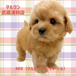 【 マルプー 】マルチーズとトイプードルの大人気MIX！アプリコットの男の子