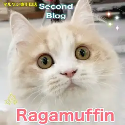 【 ラガマフィン 】ますます魅力が花開く成長期！可愛いだけでは終わらない