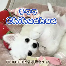 【 チワワ 】生後3ヶ月半の成長記録!体重変化とトイレトレーニング