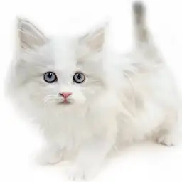 ネヴァマスカレード