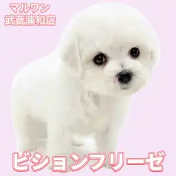 【 ビションフリーゼ 】可憐な癒し系！穏やかな性格が魅力の女の子が浦和に登場