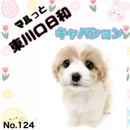 【 マルっと東川口日和No.124 】静かに心をつかむ存在、穏やかキャバションボーイ