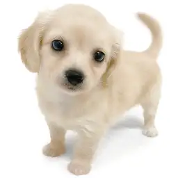 MIX（チワワ×ミニチュアダックスフント）