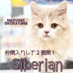 【 サイベリアン 】トレーニングは星5つ!撫でられるのが大好きな甘えん坊ニャン!