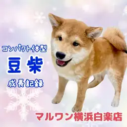 【 豆柴 】もうすぐ生後5ヶ月、体重2.85kg！抱っこしやすい男の子