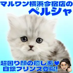 【 ペルシャ 】チンチラシルバーの困り顔がクセになる！超癒し系な男の子！