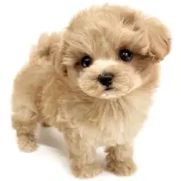 MIX（マルチーズ×トイプードル）