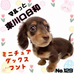 【 マルっと東川口日和No.129 】美しい瞳を持つパワフルチョコタンダックス！