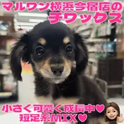 【 MIX 】生後3ヶ月体重865g！可愛く賢く成長中のチワックスの女の子！