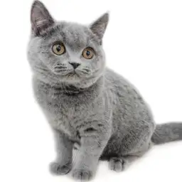 ブリティッシュショートヘア