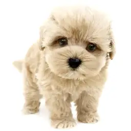 MIX（マルチーズ×トイプードル）