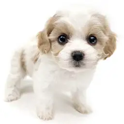 MIX（キャバリアキングチャールズスパニエル×ビションフリーゼ）