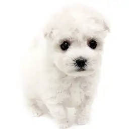 ビションフリーゼ