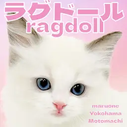 【 ラグドール 】ブルーアイのぬいぐるみキャット！ラグちゃんが横浜元町店に登場！