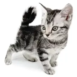 アメリカンショートヘア