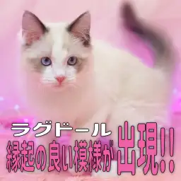 【 ラグドール 】色濃く成長したら背中に縁起の良いアゲアゲ模様出現！