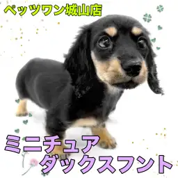【 ミニチュアダックスフント 】可愛さ無限大!魅力が底知れないダっちゃん登場