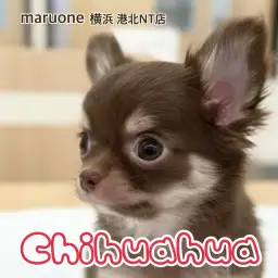【 チワワ 】手のひらサイズの女の子!カカオ色の天使が仲間入り