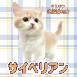 【 サイベリアン 】抜群にお顔が可愛いクリーム&ホワイトの男の子が浦和に登場