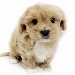 MIX（マルチーズ×トイプードル）