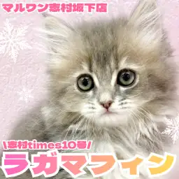 【 ラガマフィン 】志村タイムズ10号！今回ピックアップするのはラガマフィン！