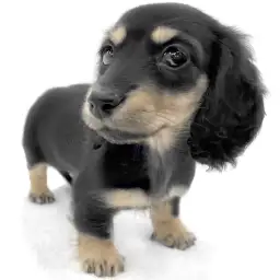 ミニチュア・ダックスフント