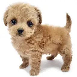 MIX（チワワ×トイプードル）