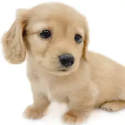 ミニチュア・ダックスフント