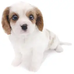 キャバリア・キングチャールズ・スパニエル