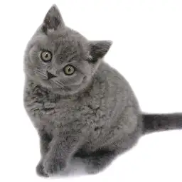 ブリティッシュショートヘア